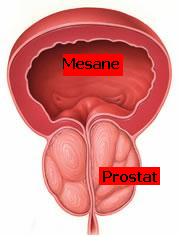 Prostat Nedir?